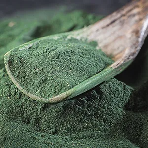 Chlorella